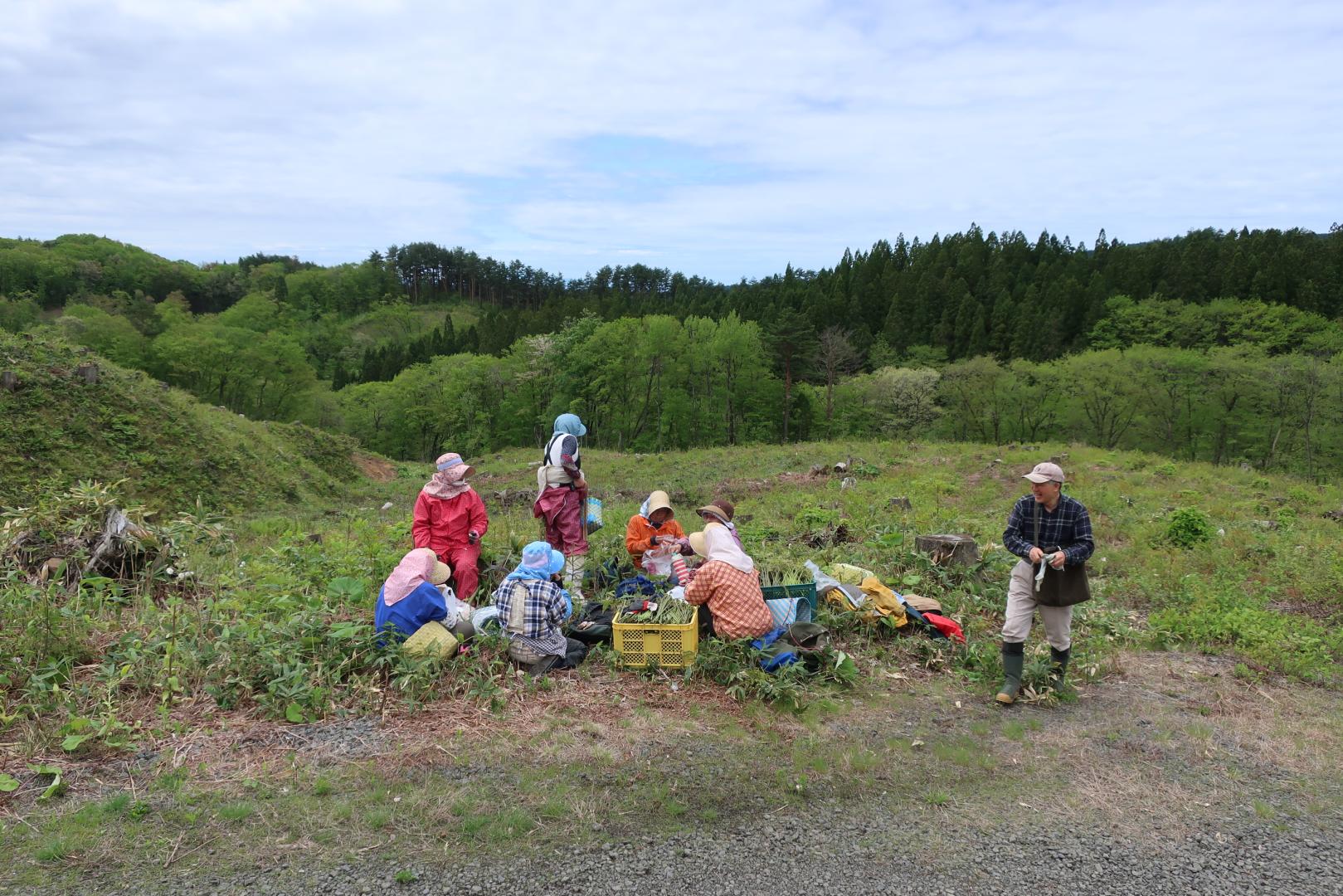 ワラビ収穫（作業風景）
